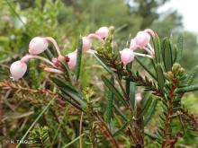 Andromède à feuilles de polium