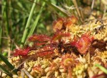 Drosera à feuilles rondes